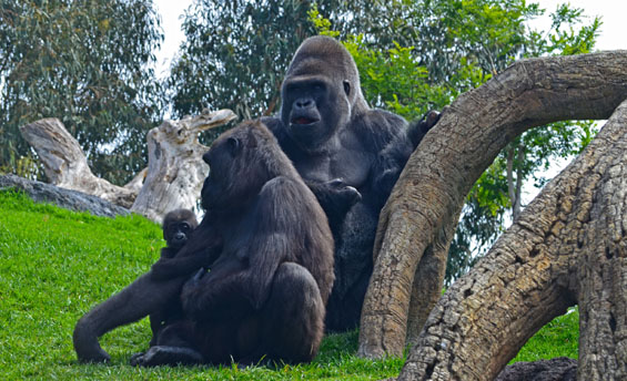 La familia de gorilas en el bosque ecuatorial - primavera 2013 en Bioparc Valencia