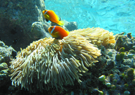 Las Maldivas serán la mayor reserva marina del mundo