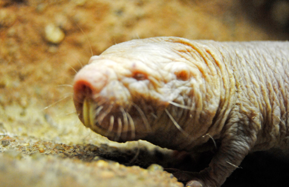 En BIOPARC Valencia nace una camada de Rata-topo