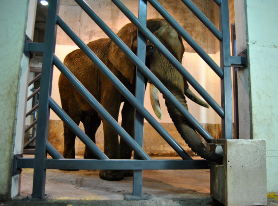 El elefante de Cabárceno Pambo, llega a Bioparc Valencia en buenas condiciones