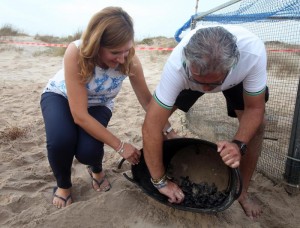 Nacen 66 crías de tortuga boba en la playa de l'Albufera