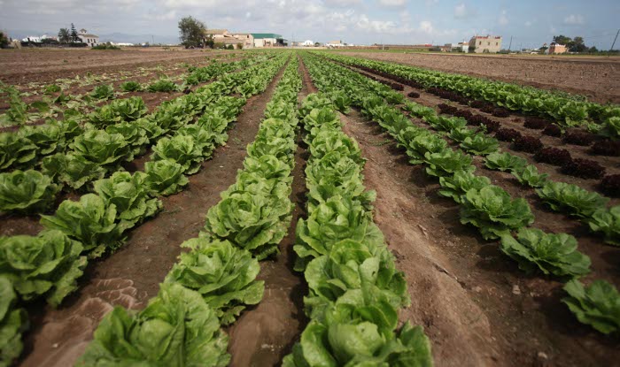 Agricultura anticipa 48,6 millones de euros del pago único