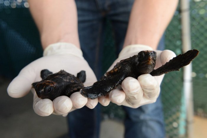 El Oceanogràfic inicia la décima edición del curso sobre tortugas marinas