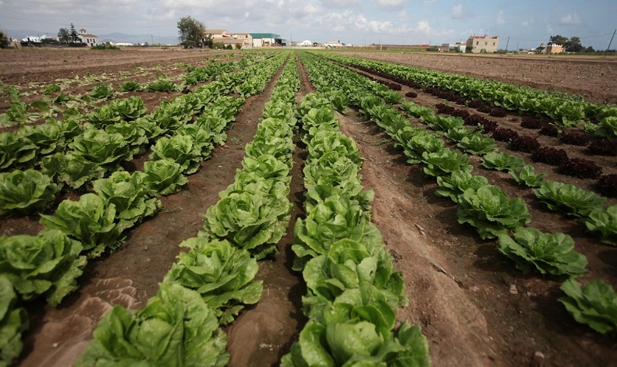 Las exportaciones agroalimentarias valencianas inician 2016 con un aumento del 3,8% y un importe de 561,6 millones de euros