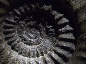 Cultura reconoce el Museo de Historia Natural de Alginet