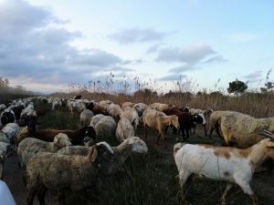 El pastoreo controlado que gestiona la vegetación y crea hábitats óptimos para aves en peligro de extinción