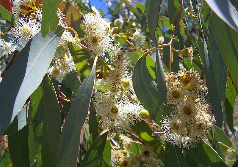 El Eucalipto (Eucaliptus) es un árbol perenne de hasta 40 metros de altura, aunque puede llegar hasta más de los 100 metros en Australia, su país de origen, en donde existen más de 700 especies de eucalipto.