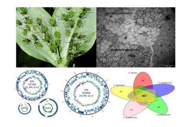 La catedrática de Genética Amparo Latorre imparte en línea la conferencia 'Simbiosis en insectos: aprendiendo a convivir' del ciclo 'Una Comunitat amb ciència'