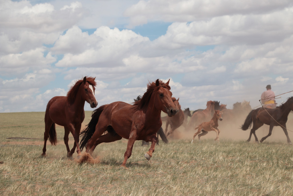 caballos