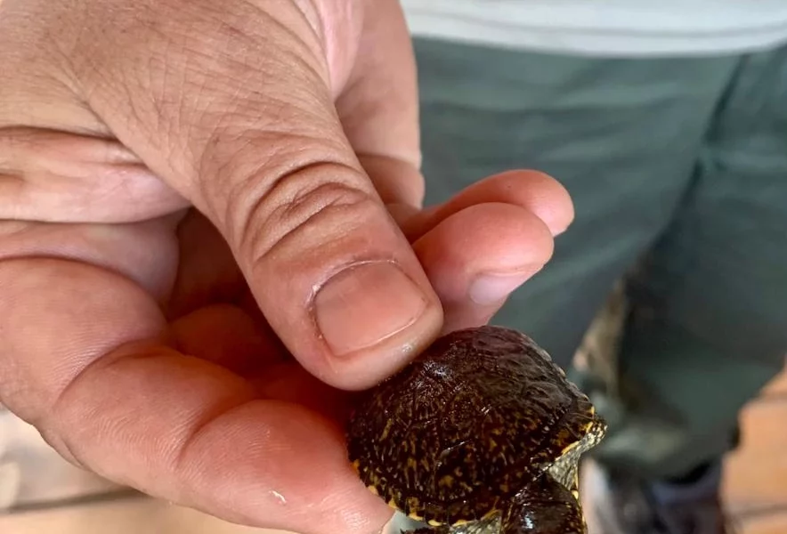 Reintroduccio_tortuga