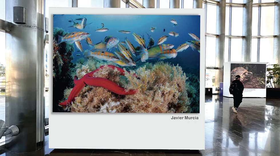 Exposición Javier Murcia en el Oceanogràfic