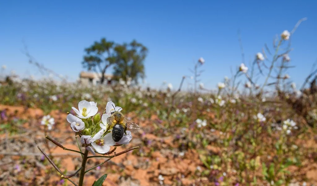 biodiversidad agraria