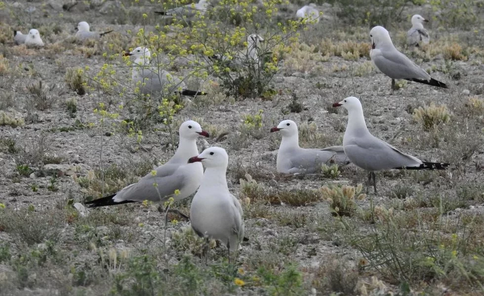 gaviotas Audouin