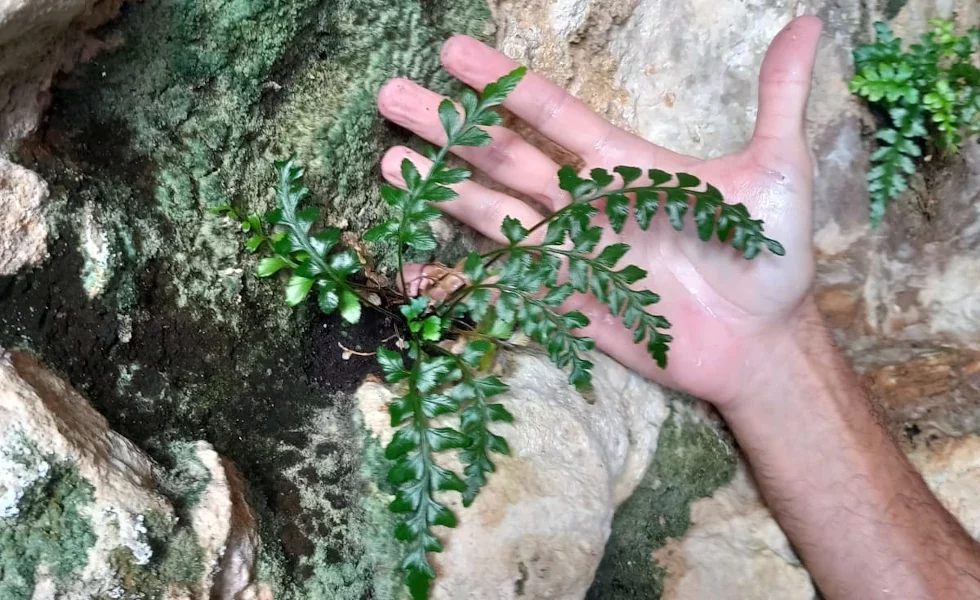 Asplenium marinum. Cova del Timó