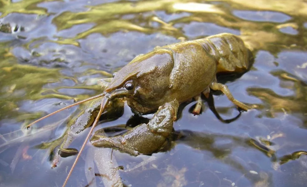 cagrejo de río