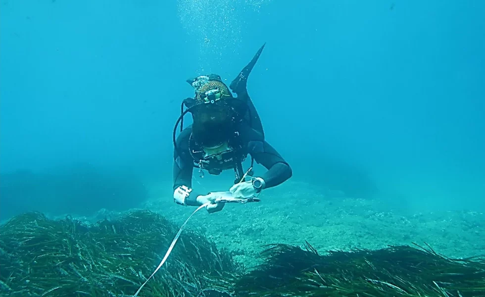 Posidonia