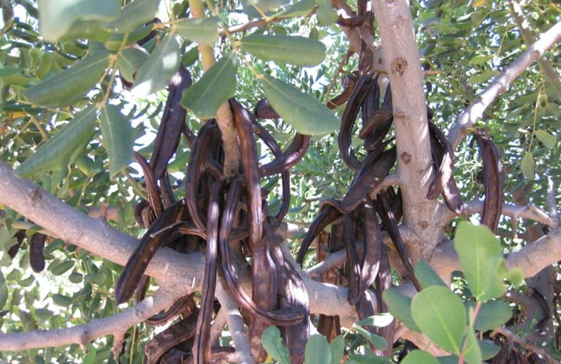 Algarroba