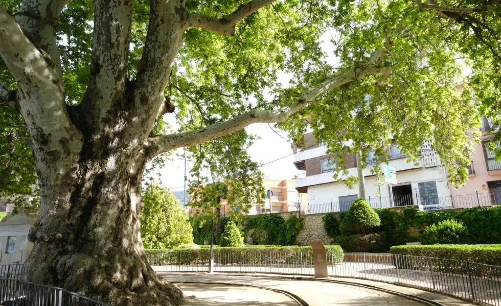 Arbol monumental