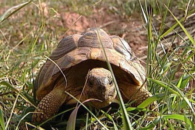 tortuga_mediterranea