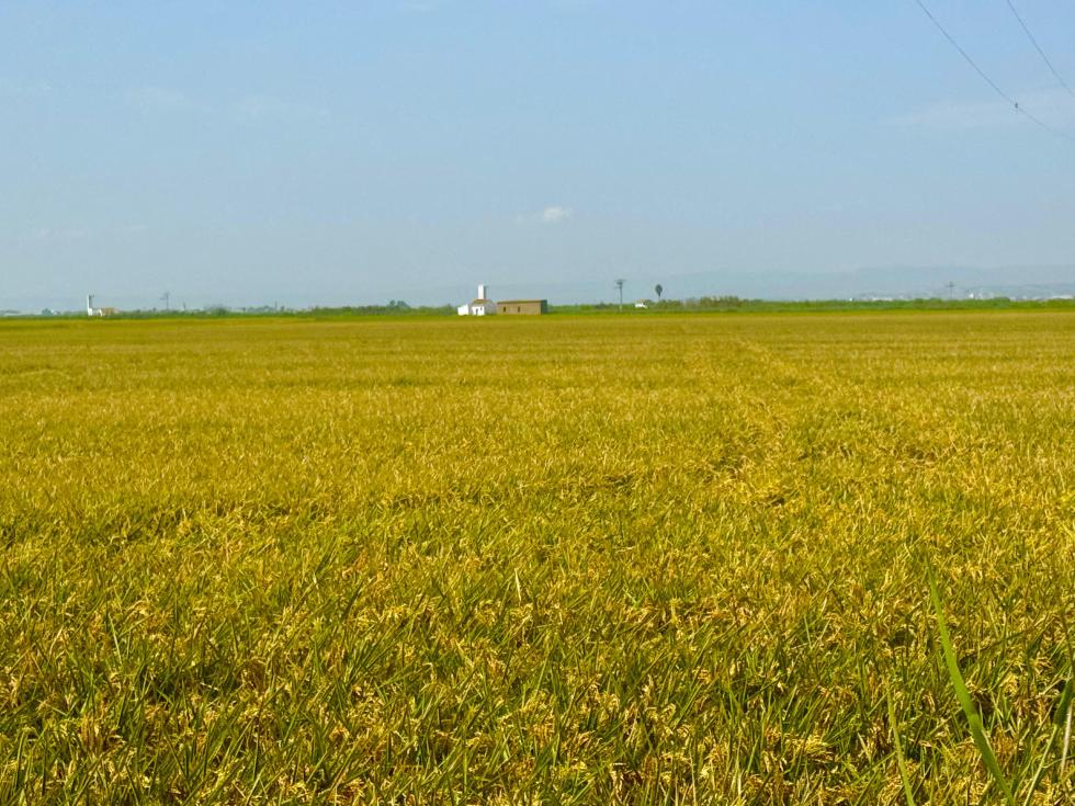 Arranca la recogida gratuita de la paja de arroz en toda la Comunitat